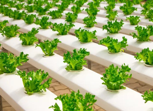 Overview and Benefits of Aeroponics