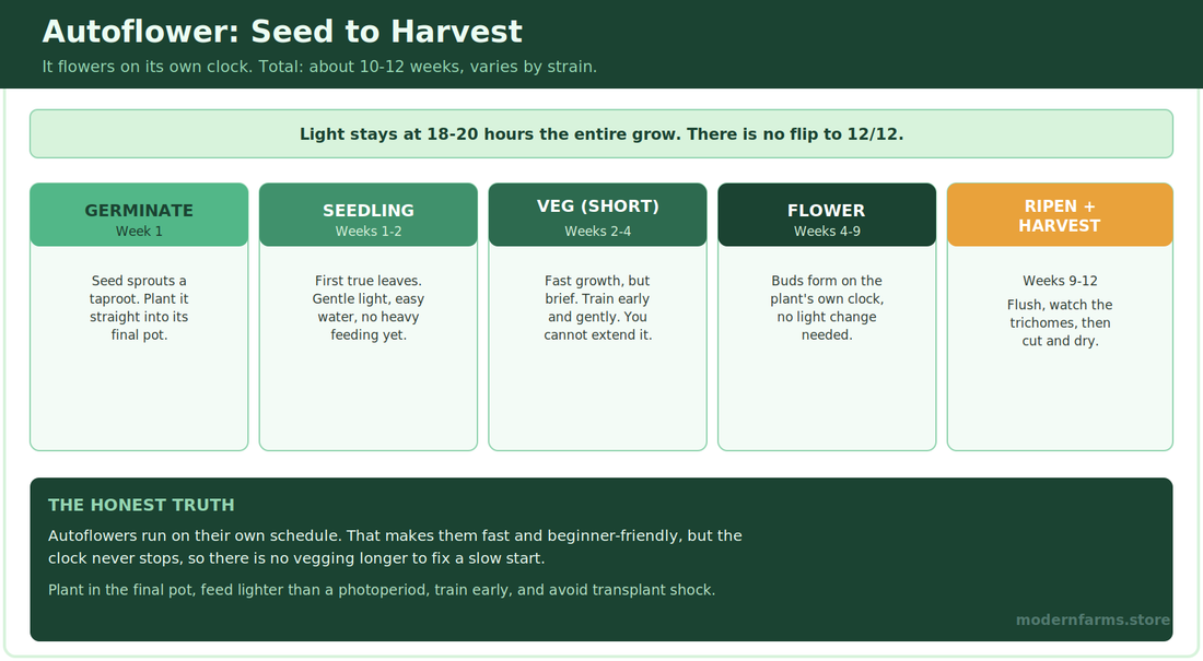 Autoflower Cannabis: Complete Grow Guide, Seed to Harvest