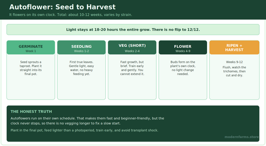 Autoflower Cannabis: Complete Grow Guide, Seed to Harvest