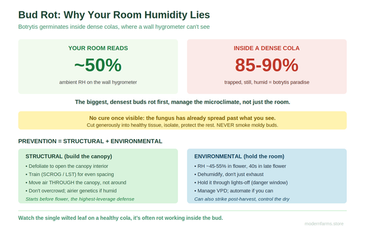 Cannabis Bud Rot (Botrytis): Why Room Humidity Lies, and How to Actually Prevent It