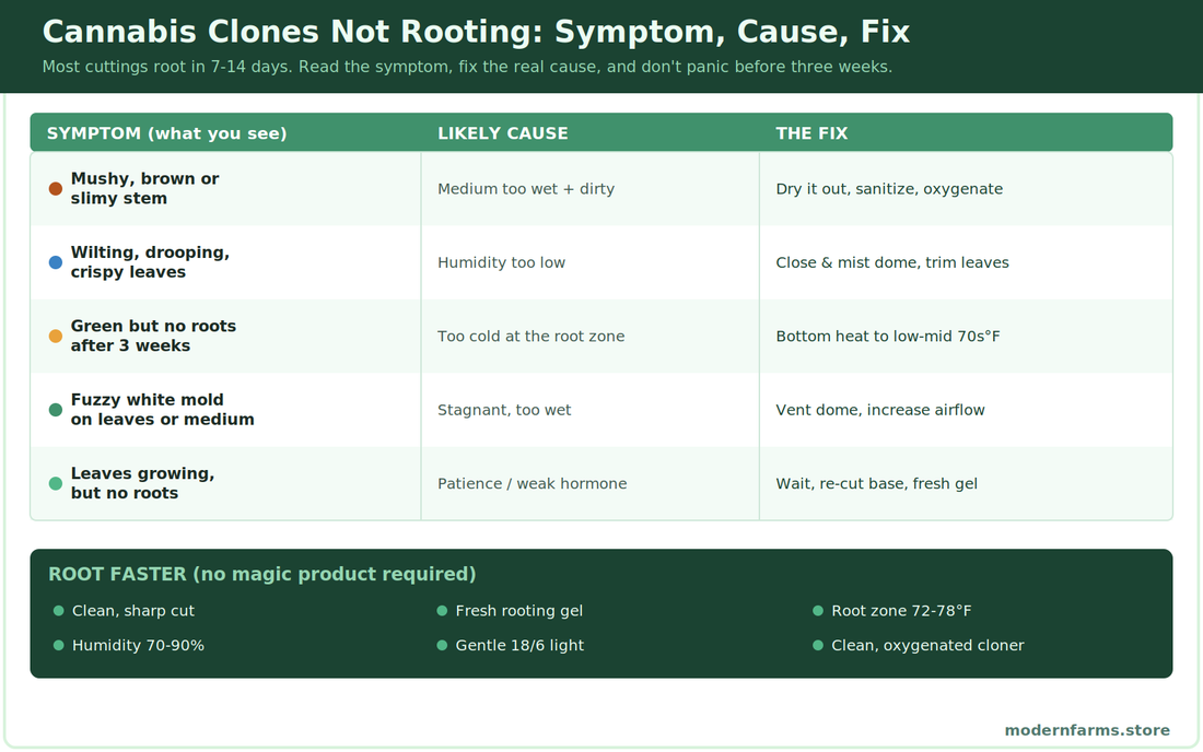 Why Your Cannabis Clones Aren't Rooting (and How to Fix It)