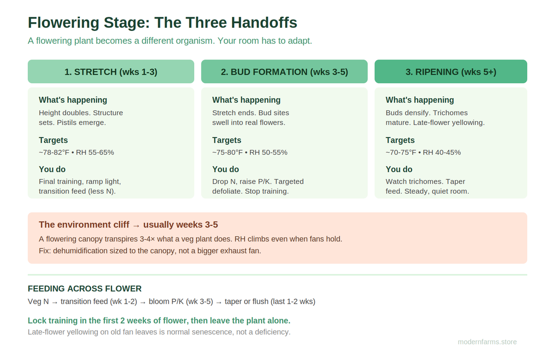 The Cannabis Flowering Stage, Honestly: The Three Handoffs From Flip to Harvest