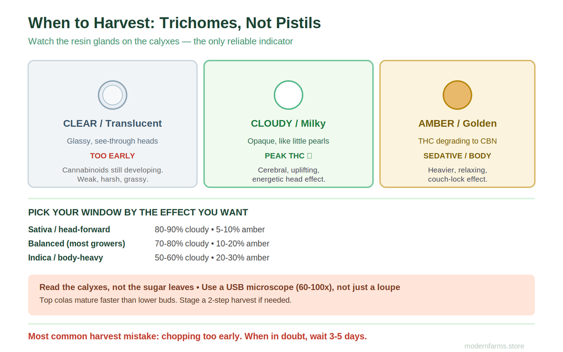 When to Harvest Cannabis: How to Actually Read Trichomes (and Why You're Probably Cutting Too Early)