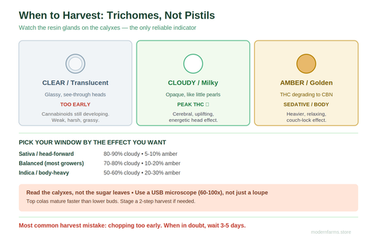When to Harvest Cannabis: How to Actually Read Trichomes (and Why You're Probably Cutting Too Early)