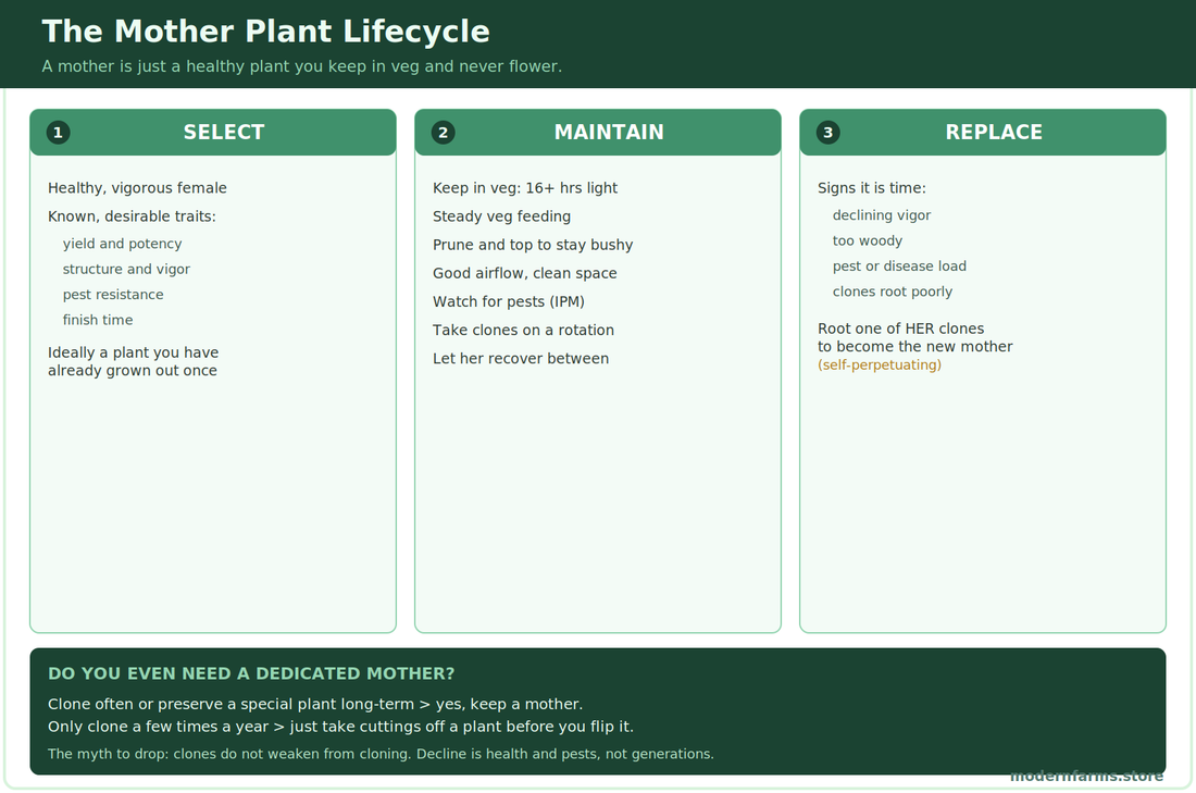 Cannabis Mother Plant: How to Select, Keep, Replace