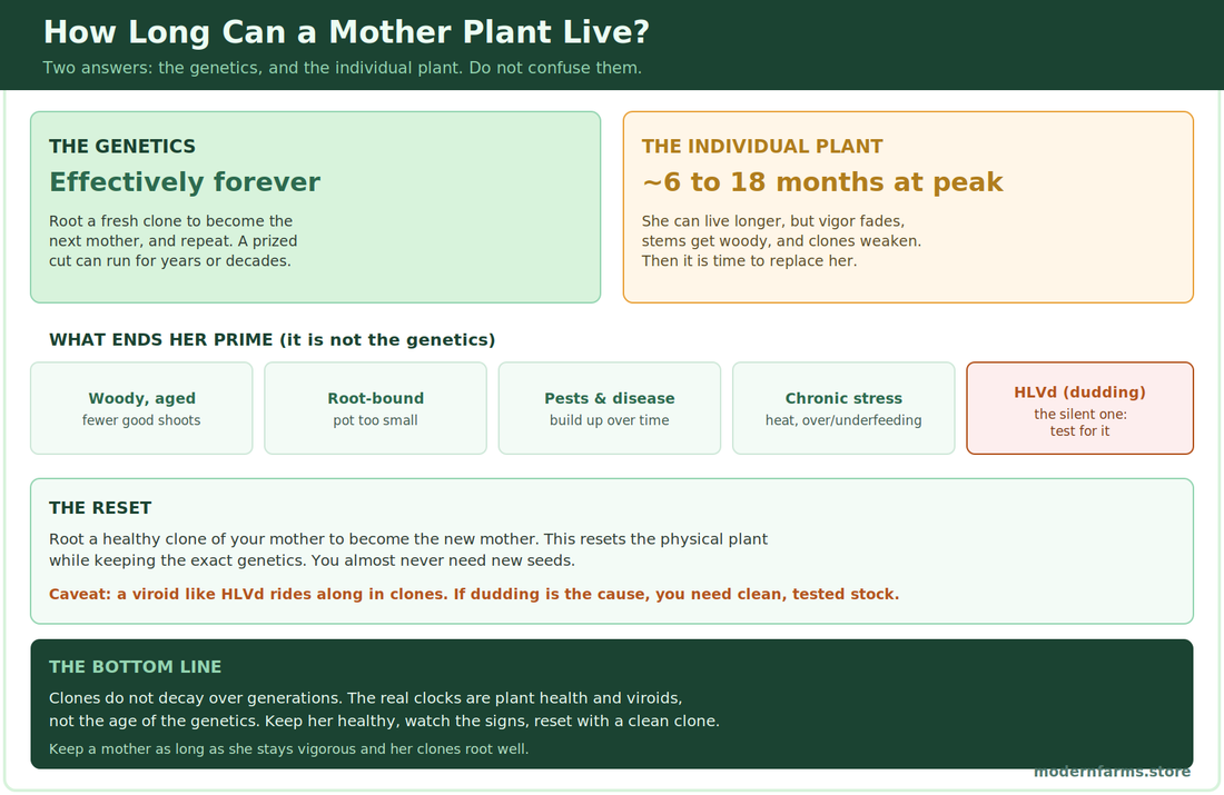 Cannabis Mother Plant Lifespan: How Long Can She Live?