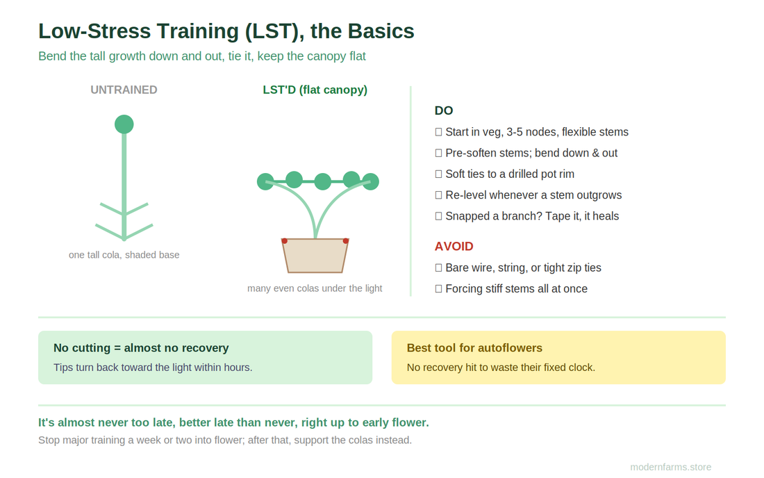 Low-Stress Training (LST) for Cannabis: When to Start, How to Bend Without Breaking