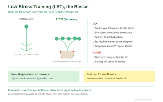 Low-Stress Training (LST) for Cannabis: When to Start, How to Bend Without Breaking