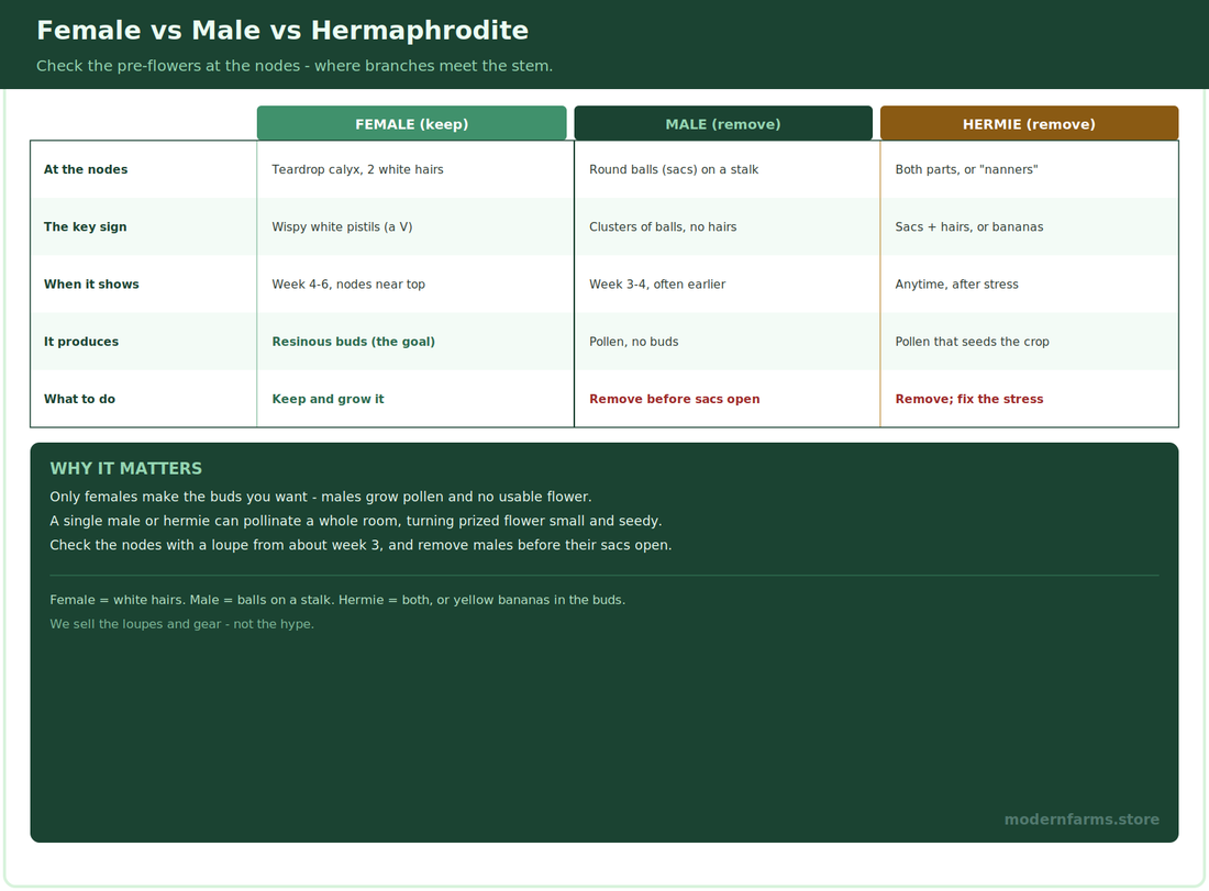 Male vs Female Cannabis Plants: How to Tell Them Apart