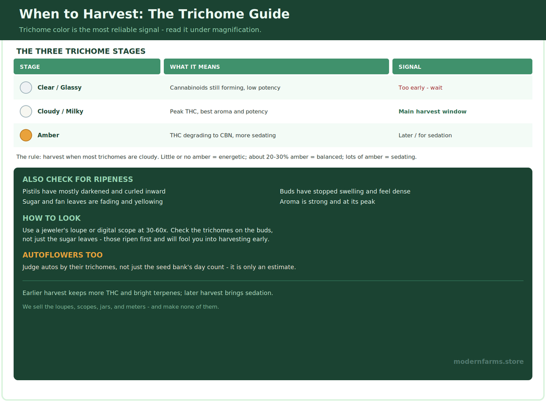 When to Harvest Cannabis: Reading Trichomes and Knowing You're Ready