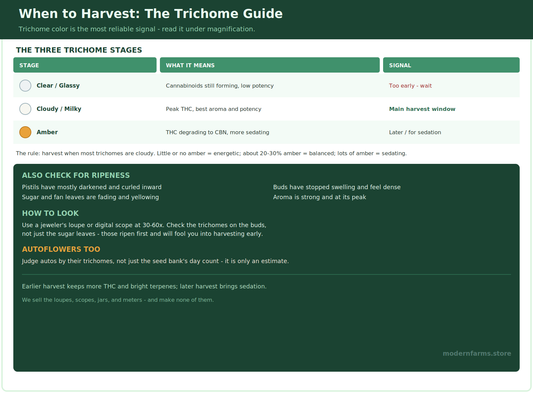When to Harvest Cannabis: Reading Trichomes and Knowing You're Ready